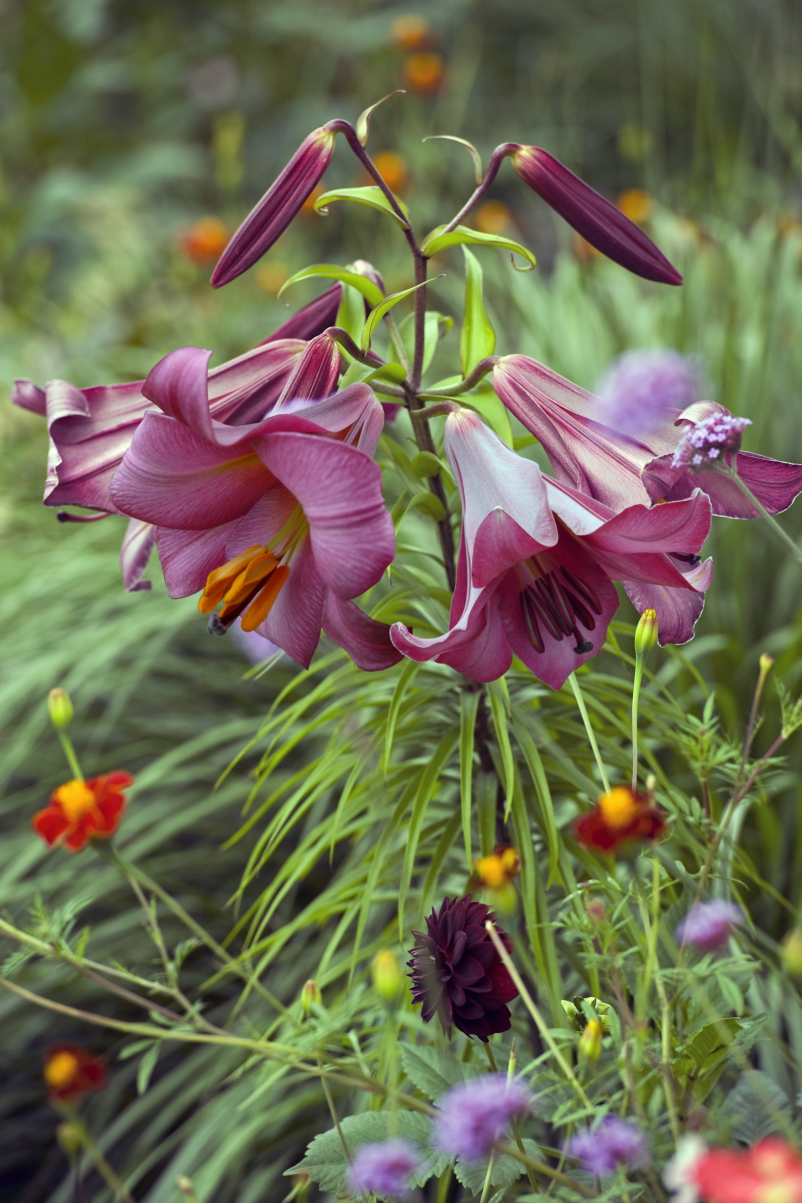 Lilja 'Pink Perfection'